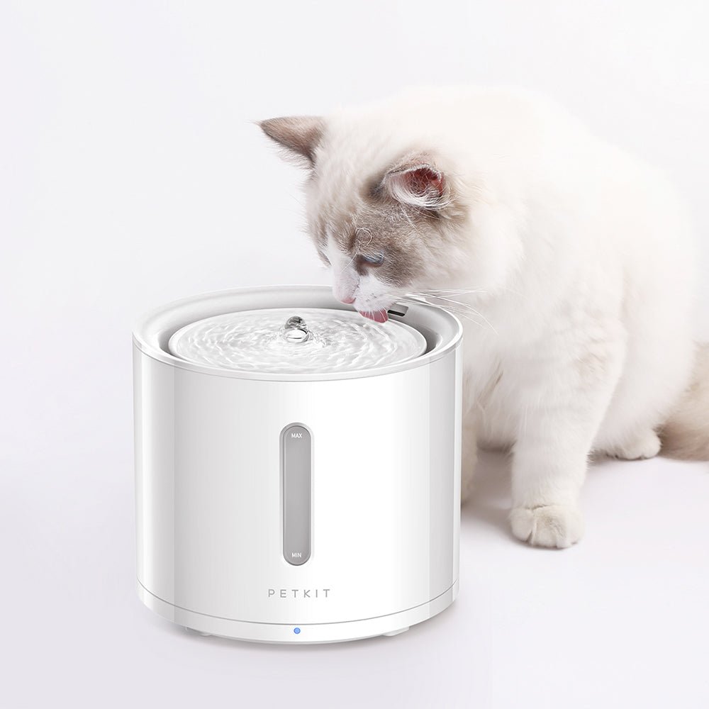 EverSweet Solo 2 Pet Water Fountain used by a cat drinking flowing water in a home setting